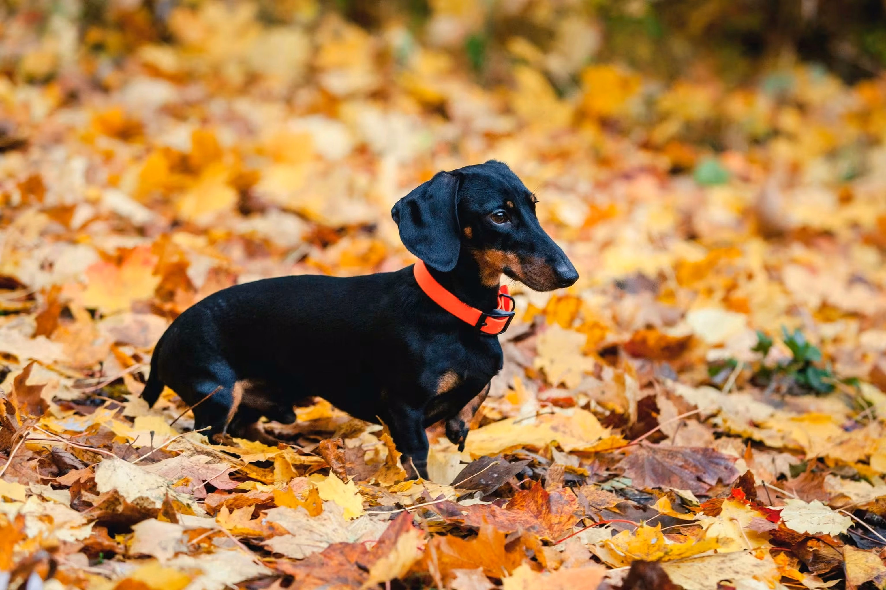 Zwergdackel James im Herbstlaub